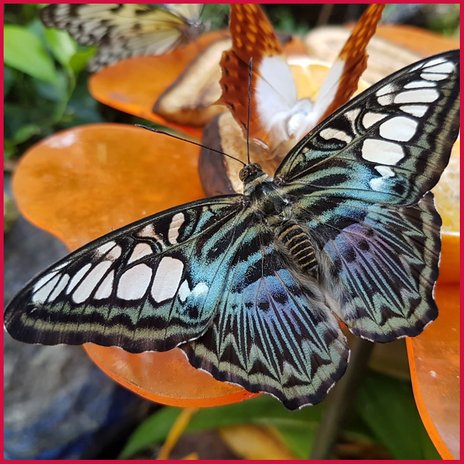 Allgäuer Schmetterling Erlebniswelt Pfronten